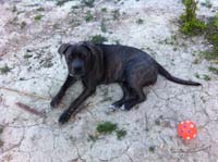 cane corso puppy